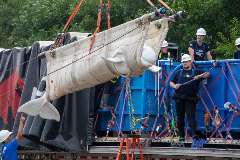 Inside the Wild Rescue Mission That Took 4 Beluga Whales to Chicago